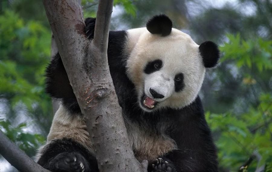 宝威体育下载网站：宝威体育官网：旅美大熊猫“白云”接受牙科手术 修复受损牙齿(图1)