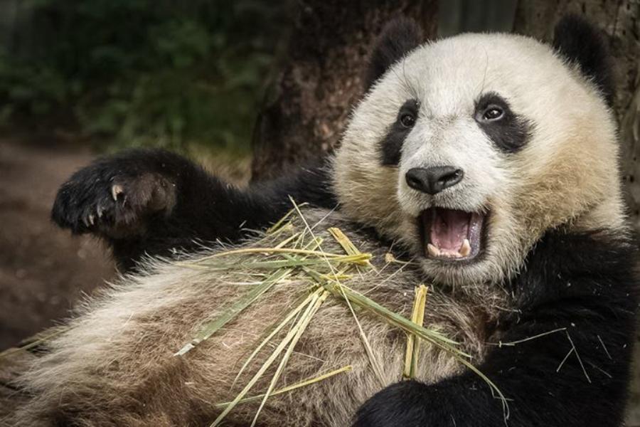 宝威体育下载网站：宝威体育官网：旅美大熊猫“白云”接受牙科手术 修复受损牙齿(图2)